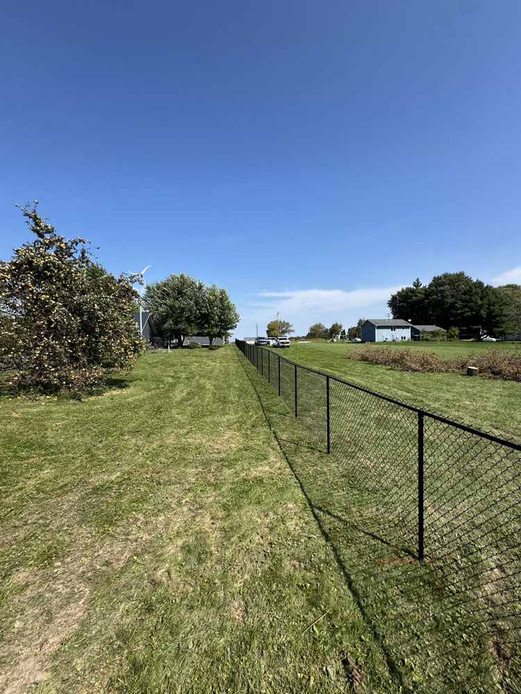A chain-link fence runs through a grassy yard under a clear blue sky, with trees and a few buildings visible in the distance on both sides of the fence.